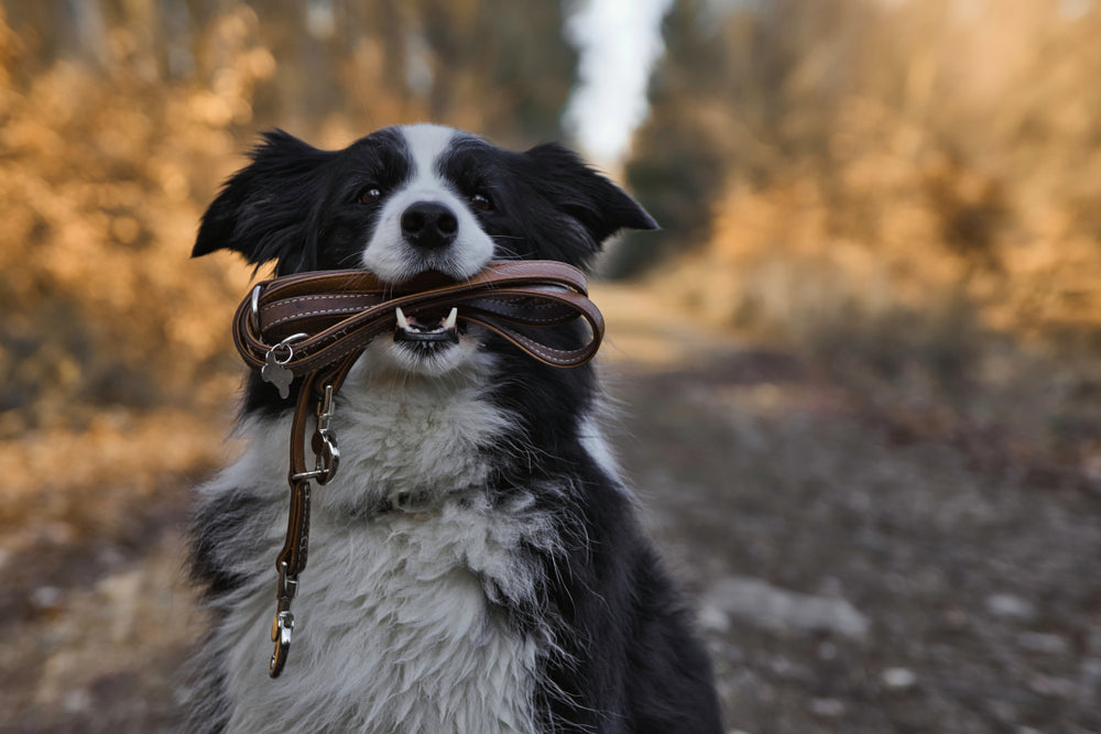 Top 4 Durable Leather Leashes for Dogs in Canada: Tested for Strength & Comfort